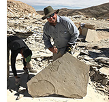 Anthony with a newly discovered fossil bird in his quarry near Kemmerer, Wyoming