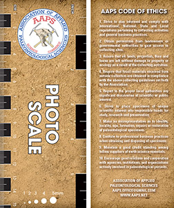 AAPS Photo Scale with inch, centimeter, millimeter and grain scales